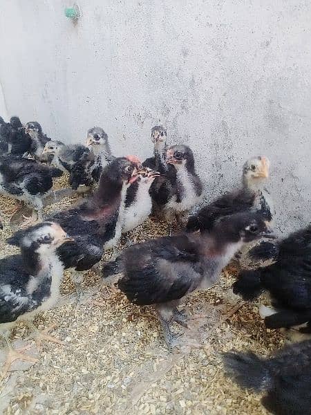 active and healthy chicks only 45 piece available 1