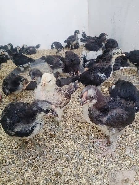 active and healthy chicks only 45 piece available 2