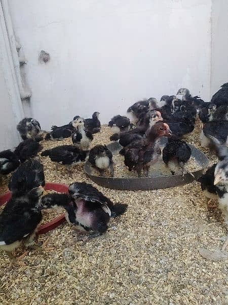 active and healthy chicks only 45 piece available 3