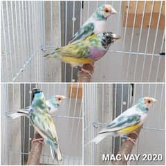 gouldian finch adult pairs