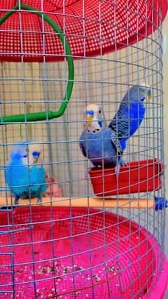 Budgies 2 parrot for sell with cage