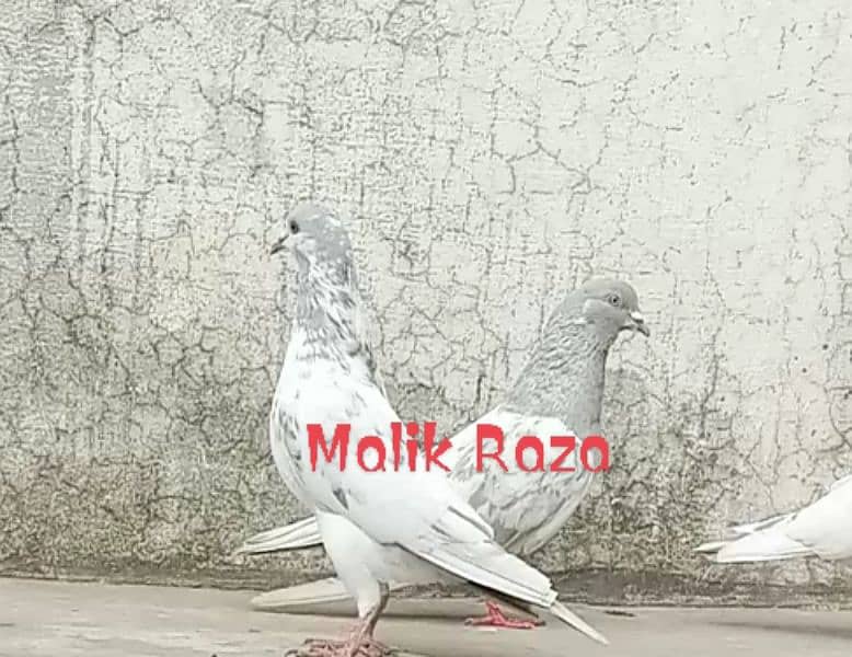 pigeon sllati kamahhar03054538071 1
