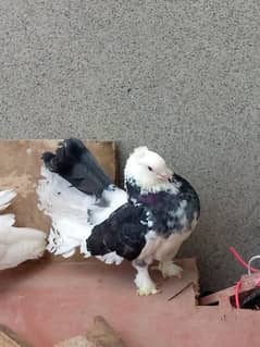 laka kabootar/pigeon for sale