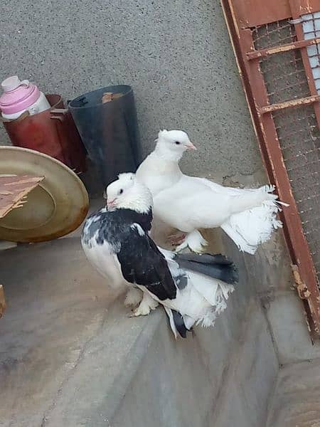 laka kabootar/pigeon for sale 1