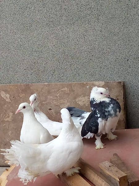 laka kabootar/pigeon for sale 2