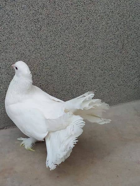 laka kabootar/pigeon for sale 3