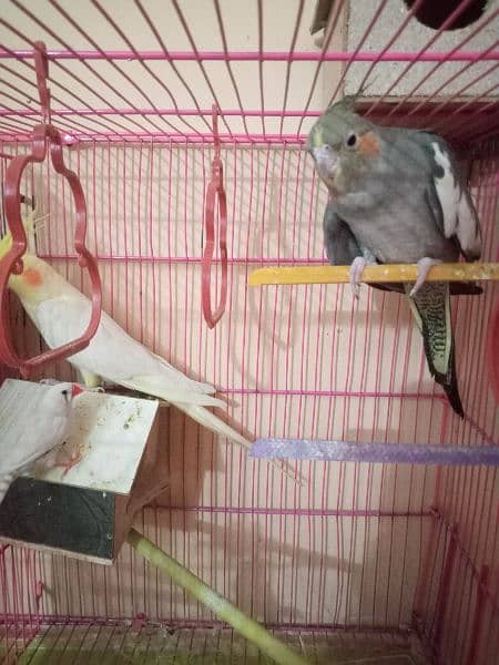 Birds with cage for sale 1