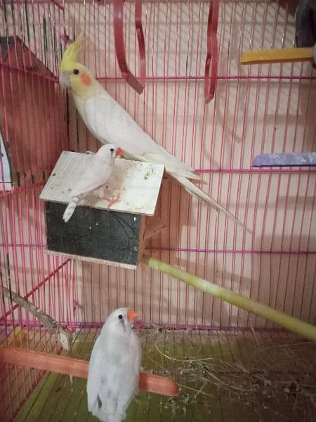Birds with cage for sale 2