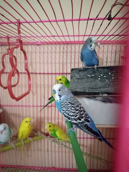 Birds with cage for sale 3