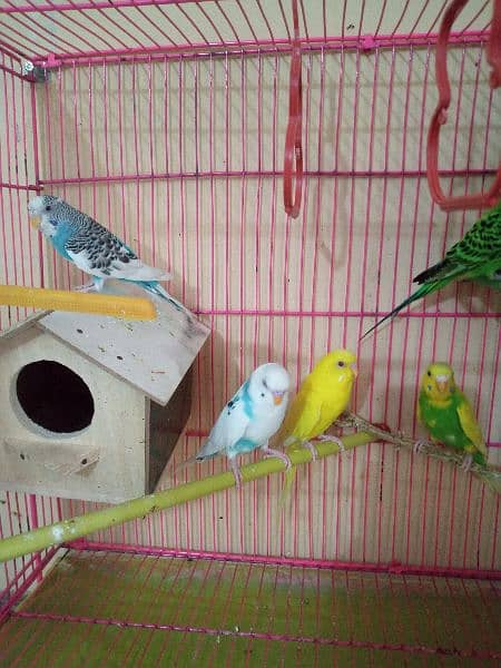 Birds with cage for sale 4