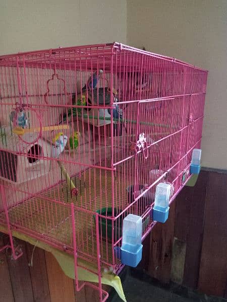 Birds with cage for sale 5