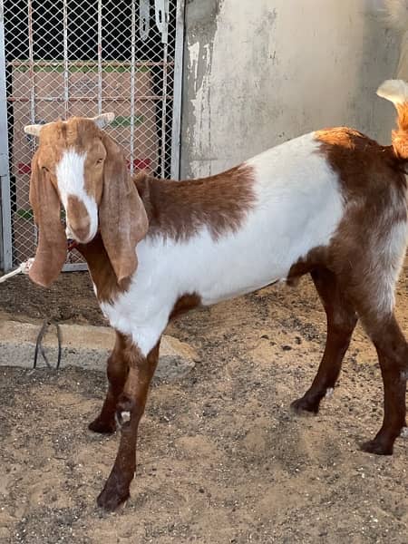 Beautiful healthy and active goats 1