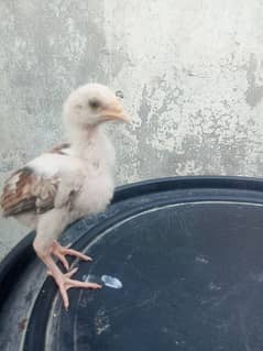 aseel chicks for sale parents pic attached