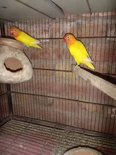 Beautiful parrots pair