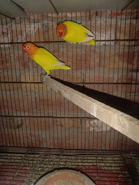 Beautiful parrots pair 1