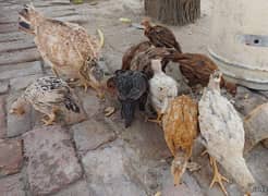 8 Aseel chicks +1  aseel female for sale toatal 9 birds 0