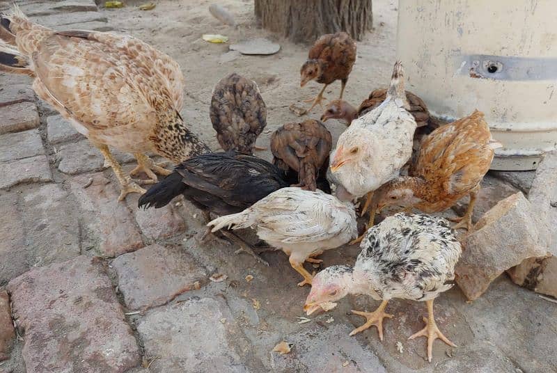 8 Aseel chicks +1  aseel female for sale toatal 9 birds 1