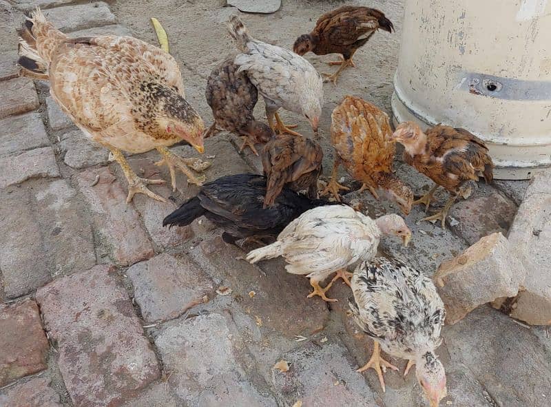 8 Aseel chicks +1  aseel female for sale toatal 9 birds 2