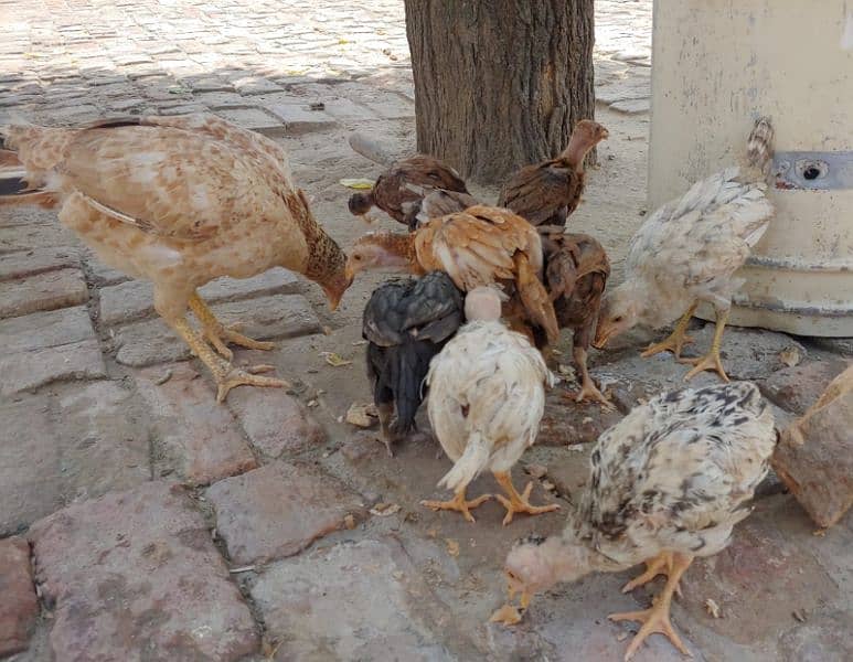 8 Aseel chicks +1  aseel female for sale toatal 9 birds 4