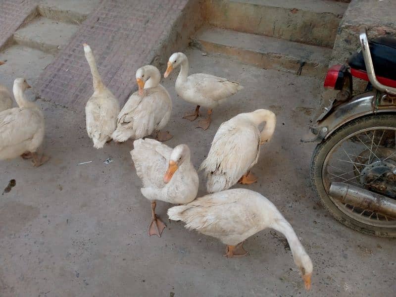 Big Neck Breeder Ducks For Sale 6