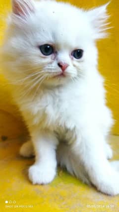 snow white Persian kitten for sale
