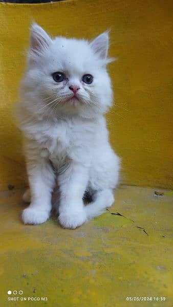 snow white Persian kitten for sale 1