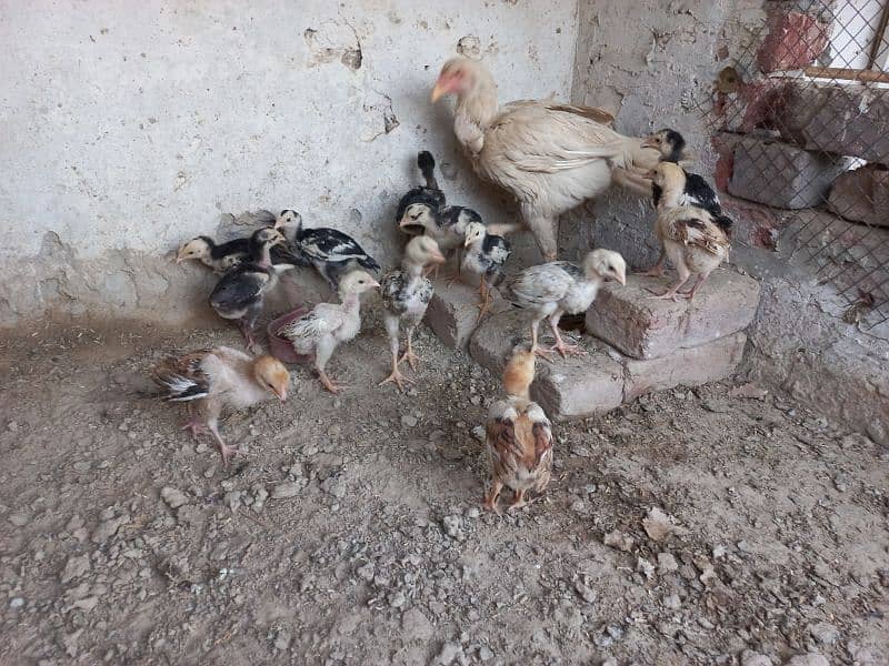 home breed chick's 3