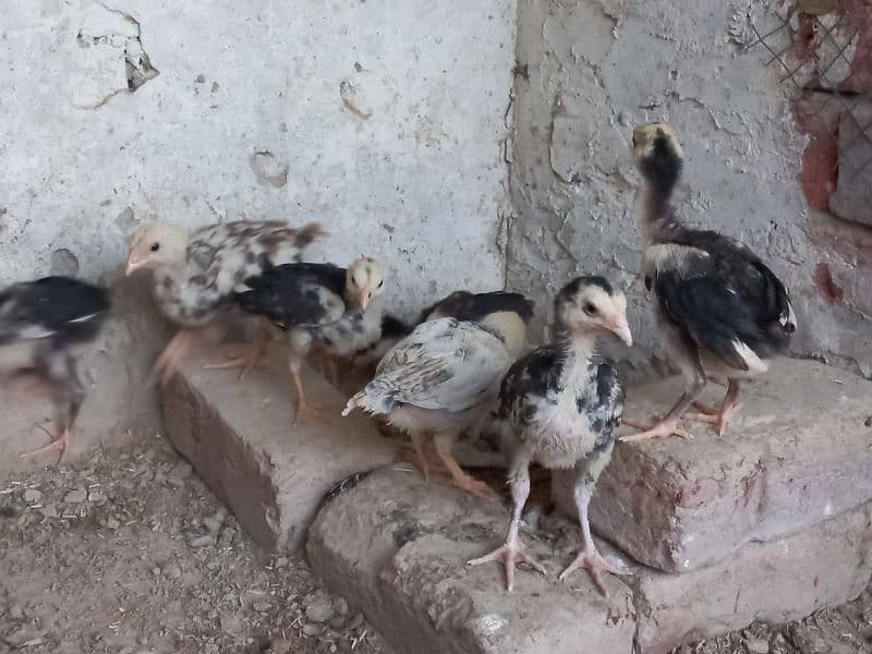 home breed chick's 7