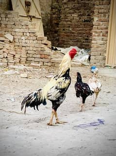 pure aseel long height murga and two hens for sale