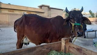 Desi Cow in Best Health