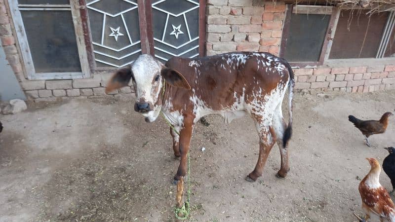 Desi Cow in Best Health 4