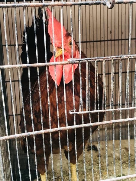 Hens for sale 3
