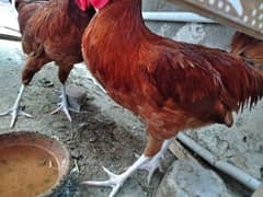 Active and Young RIR cross Rooster for sale