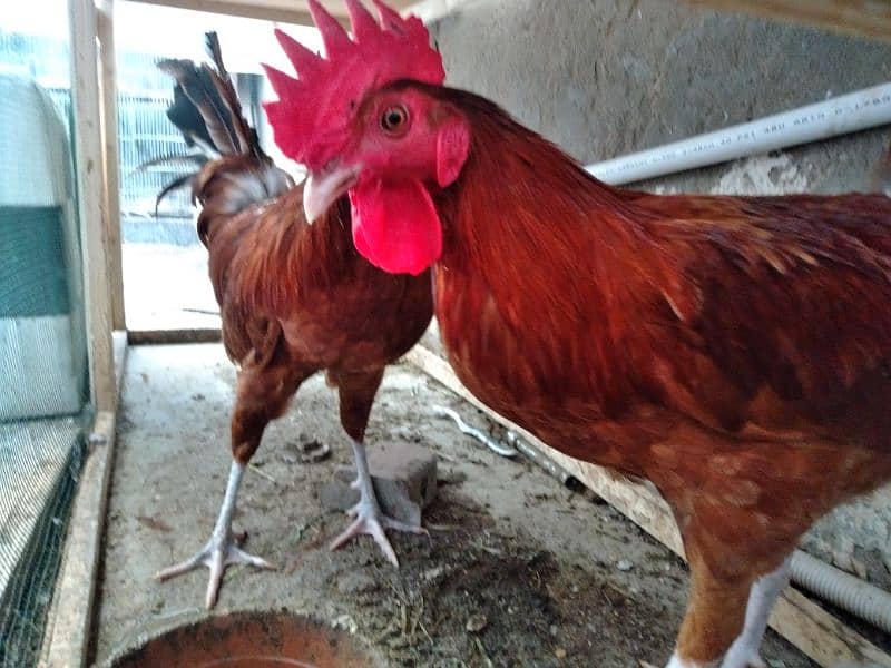 Active and Young RIR cross Rooster for sale 1