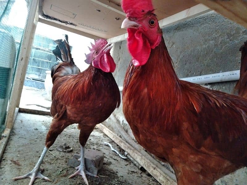 Active and Young RIR cross Rooster for sale 2
