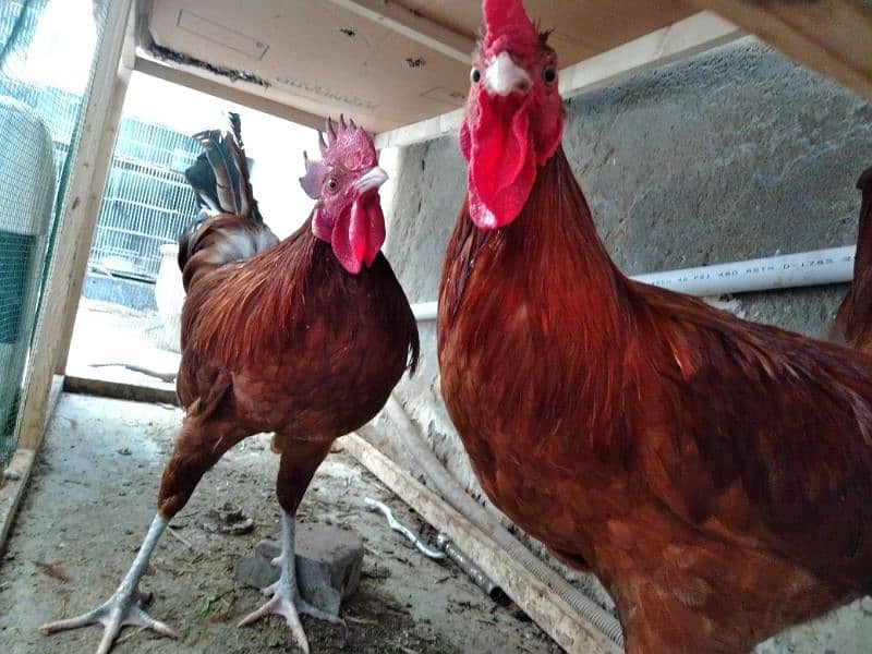 Active and Young RIR cross Rooster for sale 3
