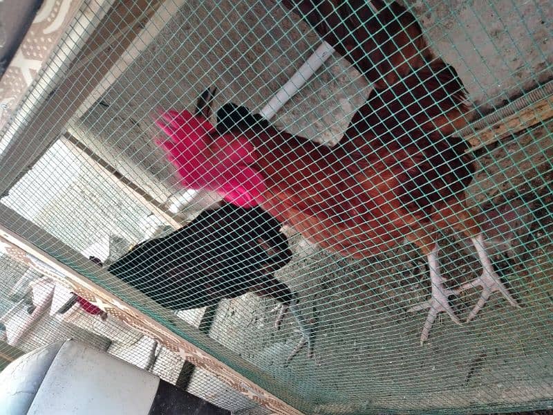 Active and Young RIR cross Rooster for sale 4