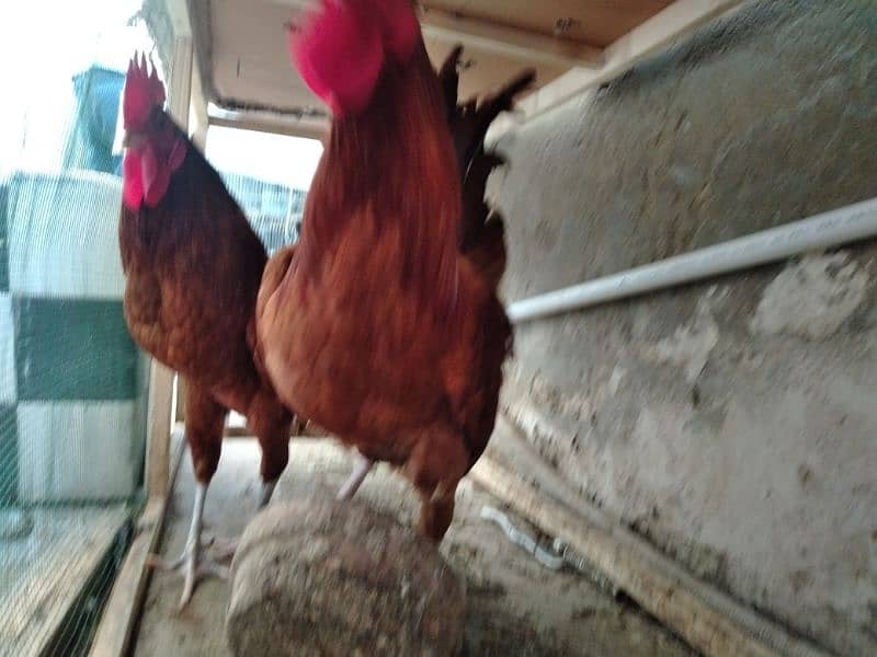Active and Young RIR cross Rooster for sale 6