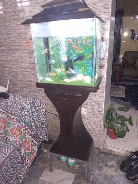 Fish Aquarium 3