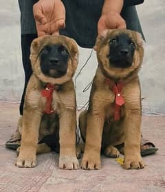 King Turkish kangal pair show quality havey bone structure for sale