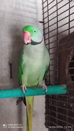 Raw parrot Fertile male sale