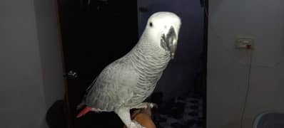 grey  parrot