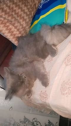 persian cat age 6months