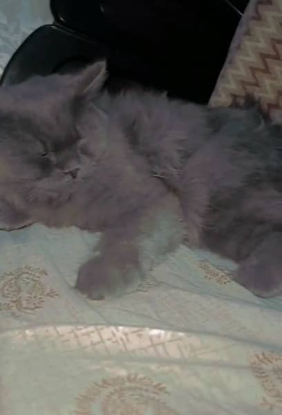 persian cat age 6months 1