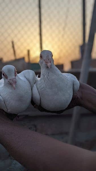 2 pair pigeon king siaz or sentient as number PR Rabat ka(03238670620) 0