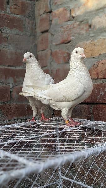 2 pair pigeon king siaz or sentient as number PR Rabat ka(03238670620) 1