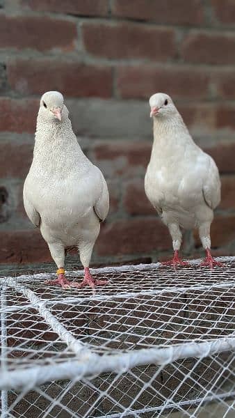 2 pair pigeon king siaz or sentient as number PR Rabat ka(03238670620) 2