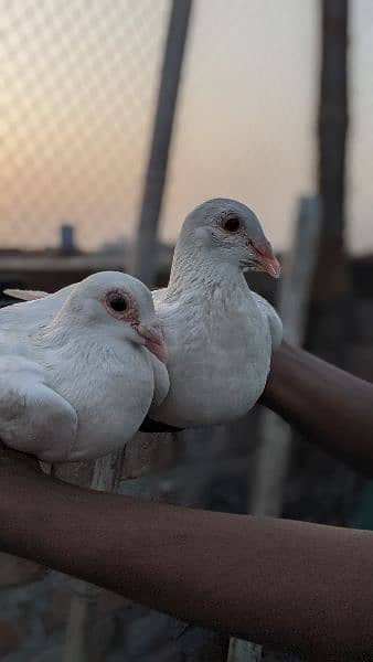 2 pair pigeon king siaz or sentient as number PR Rabat ka(03238670620) 3