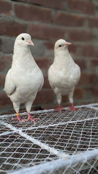 2 pair pigeon king siaz or sentient as number PR Rabat ka(03238670620) 4