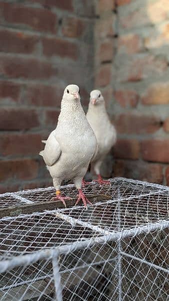2 pair pigeon king siaz or sentient as number PR Rabat ka(03238670620) 5